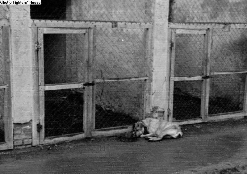A german dog killed after liberation